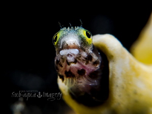 Wonder Struck - Secretary Blenny in Super Macro by Jan Morton 